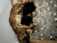 Cocker yavruları