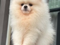 Pomeranian boo