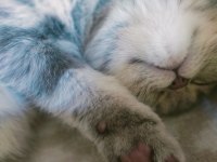 SAHİPLENDİRME Scottish Fold