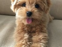 MALTİPOO YAVRULARIMIZ ACIK VE ESMER RENK ÇEŞİTLER