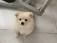 Pomeranian bebek 2 aylık
