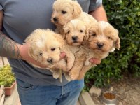 Kaçmayacak Fırsat Maltipoo