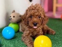 Minik poodle patim