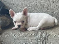 Şecereli french bulldog yavruları