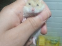 Avrupa safkan gonzales hamster yavrular