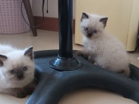 Yavrularımızın yeni yuva arıyor