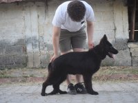 6 aylık siyah uzun tüylü show line alman çoban köpeği