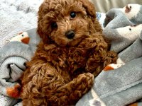 Bebek Toy Poodle