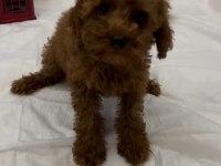 Tüy dökmeyen kalite sağlık ırk garantili poodle yavrularımız