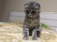 Ev kedisi scottish fold