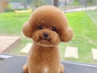 HAVALI POODLE PATİLERİMİZ