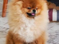 Fcı Şecereli Mini Teacup Pomeranian Erkek Yavrular