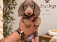 Miniature Dachshund (Sosis Köpek) Özel Renk Yavrular