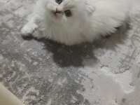 Son bir yavru british longhair