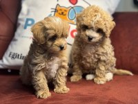 Petmode köpek çiftliğinden maltipoo yavrular