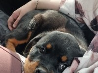 A Kalite Rottweiler