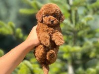 Toy poodle bebek köpekler