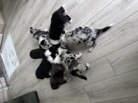 Çiftlik değil ev ortamı border collie