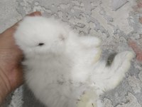 Safkan hollanda lop tavşanı bebekler