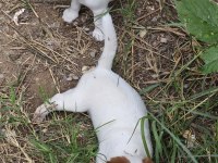 Fırlama Jack Russell Show Kalite
