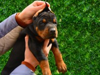 FCI KIF ŞECERELİ A CLASS DOBERMAN YAVRULARIMIZ