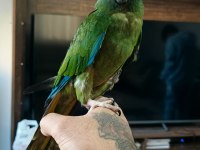 5 aylık bebek cüce macaw