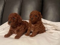 Irk Garantili Toy Poodle