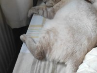 British shorthair Alfee yuva arıyor