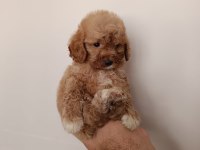 Maltipoo bebekler