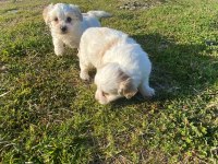 IRK VE SAĞLIK GARANTİ ORJİNAL MALTİPOO BEBEĞİMİZ