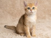 Show Kalite British Shorthair Golden Erkek Yavru Kedimiz
