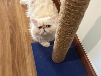 Çiftleştirme İlanıdır exotic shorthair