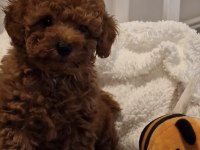 Toy Poodle Köpeğimiz İçin Ulaşın