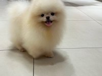 Yetişkin Erkek Pomeranian