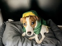 1.5 Yaşında Kısır Dişi Jack Russell