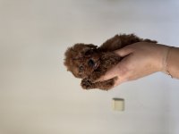 Erkek ve Dişi Toy Poodle yavrular Kore kan