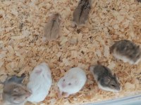 FIRINDAN TAZE ÇIKAN GONZALES HAMSTER YAVRULARI