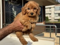 Yasal ruhsatlı çiftlikde ziyarete açık maltipoo 