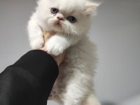 ÜST KALİTE 0 BURUN İRAN KEDİSİ BEBEKLER