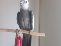 Erkek sultan papağanı