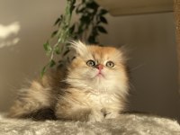 Şecereli ny12 british longhair