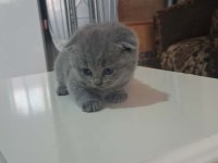 British Shorthair Gri bebeklerimiz