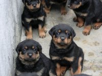 ROTTWEİLER YAVRULARIMIZ