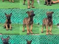 Sağlam kanattı sağlıklı malinois yavrular