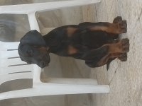 Anne baba a scr doberman