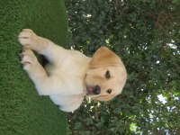 Şampiyon Anne Babadan FCI-KIF şecereli Labrador Yavru