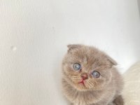 50 günlük eğitimleri tam scottish fold bebekler