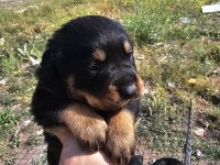 Üst sekmen rottweiler dişi erkek yavrular