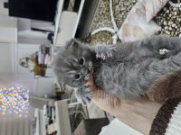 Orjinal blue point-british shorthair yavrular