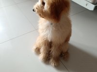 Sevimli Poodle Maya